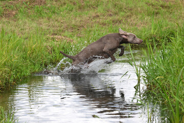 working weimaraner
