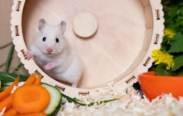 Syrian hamster play with an hamster wheel in his cage
