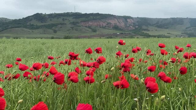 Red poppies field moving in the wind with Rapa Rosie mountain in the background