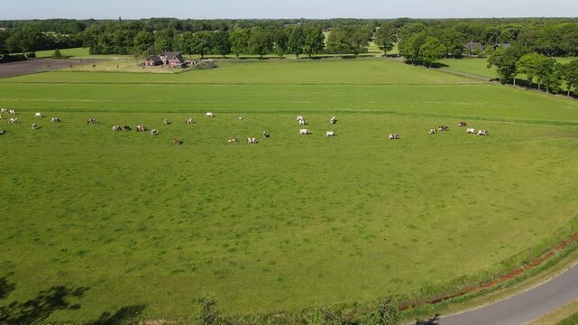 Frone shot of farmland and cows moving.