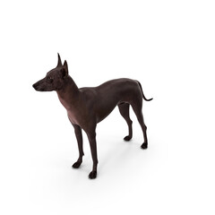 Hairless Dog Standing Side View Isolated on Transparent Background