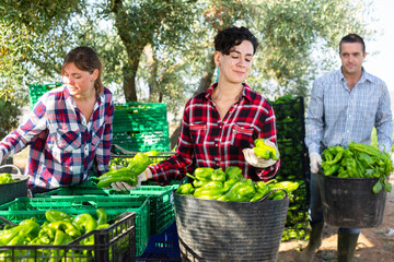 Positive agriculturists sorting harvested green pepper. Gardeners filling crates with pepper crop.