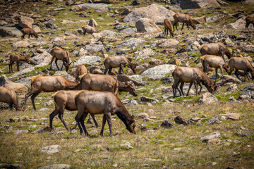 Group of Wapiti Elks Feeding in a Mountain Meadow