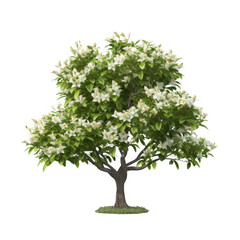 Isolated tree with white flower blooms