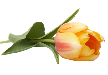 Yellow tulip isolated on a white background, with no shadow under the flower and no leaf at the bottom of the stem 