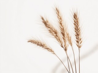 Obraz premium stalks of wheat, minimal composition, isolated white background