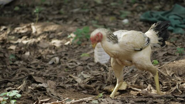  Nurturing the future of poultry one cluck at a time