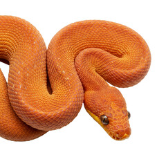 Fototapeta premium Isolated Orange Emerald Tree Boa Snake with Transparent Background