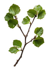 Fototapeta premium Kinnikinnick Branch with Spreading Green Leaves on Transparent Background