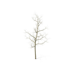 Fototapeta premium Bare Winter Tree Without Leaves Isolated on Transparent Background