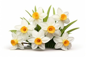 Fototapeta premium Flower narcissus daffodil plant.