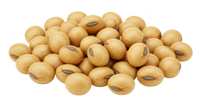 Isolated Pile of Soybeans Full of Protein for Vegan Food Ingredient