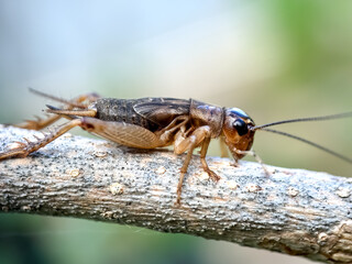 Close up of cricket (Gryllidae), the cricket perches on a tree branch