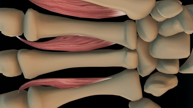 Palmar interossei muscle anatomy for medical concept 3D rendering