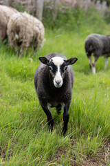 The beautiful Danish Viking village