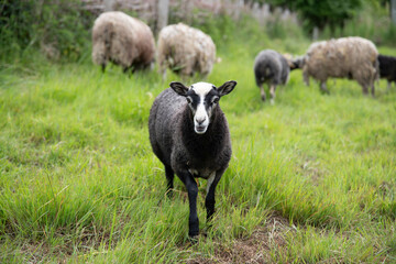 The beautiful Danish Viking village