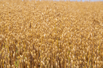 Golden ears of oat on the field.