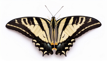 Zebra Swallowtail Butterfly Eurytides marcellus on white background top view