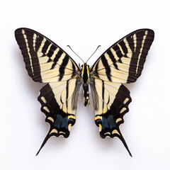 Naklejka premium Zebra Swallowtail Butterfly Eurytides marcellus on white background top view