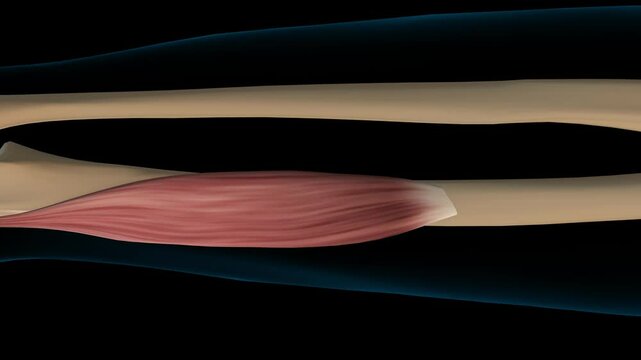 Flexor pollicis longus muscle anatomy for medical concept 3D rendering