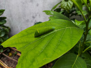 Bright green caterpillar resting on a large leaf, showcasing the calm beauty of nature and the early stage of butterfly transformation in a lush garden environment.
