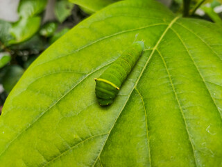Bright green caterpillar resting on a large leaf, showcasing the calm beauty of nature and the early stage of butterfly transformation in a lush garden environment.
