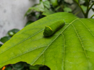 Bright green caterpillar resting on a large leaf, showcasing the calm beauty of nature and the early stage of butterfly transformation in a lush garden environment.