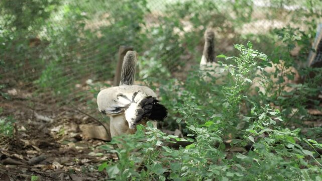  Growing a healthy flock one cluck at a time