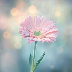 Pastel Pink Daisy Flower with Soft Focus