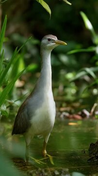 Elegant slaty-legged crake wading gracefully through shallow water surrounded by lush green tropical foliage in its natural habitat.