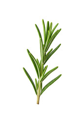 Obraz premium Isolated Rosemary Branch Fresh Aromatic Herb Green on Transparent Background