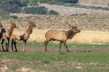 Tule Elk Herd Along Highway 395 in the Owens Valley