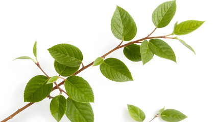 Fototapeta premium Green Plant Branch with Leaves on White Background