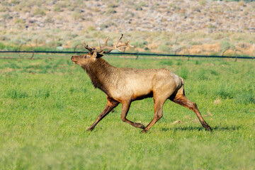 Tule Elk in Field Along Highway 395 in Owens Valley,