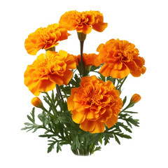 A bouquet of orange marigolds isolated