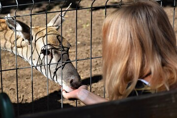 In a zoo, a deer puts its chin through the bars into the palm of the squatting woman's hand.