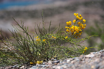 Parkinsonia aculeata - Yellow Flowers. Parkinsonia aculeata flower blooming in a rocky area on a mountain