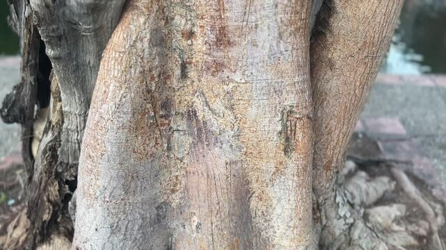 Detailed view of big tree base and exposed roots with textured bark and dry soil
