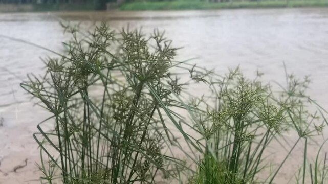Cyperus Rotundus grass moving in breeze by riverbank with spiky heads and green stems
