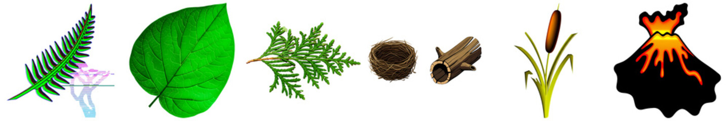 Obraz premium PNG diverse collage of botanical and geological elements arranged on a transparent background.