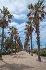 Long Palm Tree Lined Promenade at Malvarrosa Beach in Valencia Spain. Coastal Walkway, Summer Destination, Mediterranean Landscape