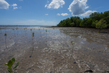 Conducting growth monitoring of mangrove seedlings planted at this site: measuring height, base...