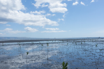 Conducting growth monitoring of mangrove seedlings planted at this site: measuring height, base...