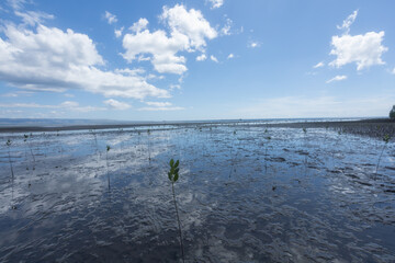 Conducting growth monitoring of mangrove seedlings planted at this site: measuring height, base...
