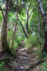 Forest trail in Genjiyama Park in Kamakura, Japan in summer