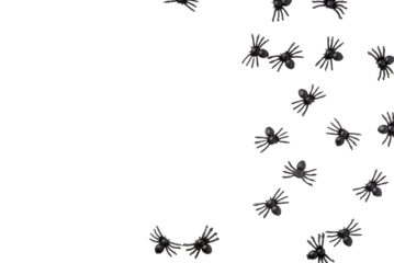 Black spiders isolated on a transparent background. A design element for celebrating Halloween