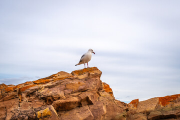 Close-up of a seagull on a rock at Stokes Bay Beach, Australia