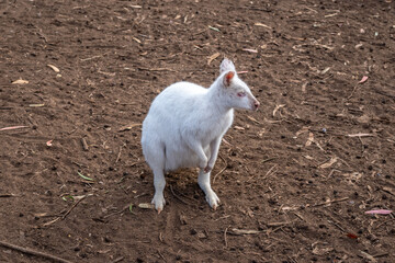 Albino white wallaby standing on dirt ground in Kangaroo Island, Australia