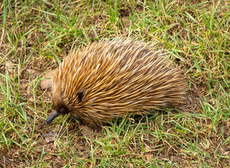 An echidna walking through grassy terrain on Kangaroo Island, Australia