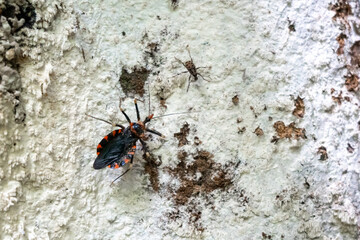 Kissing bug on tree bark in Tentena rainforest, Sulawesi, Indonesia